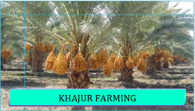 Khajur Farming