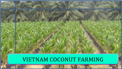 Vietnam Coconut Tree