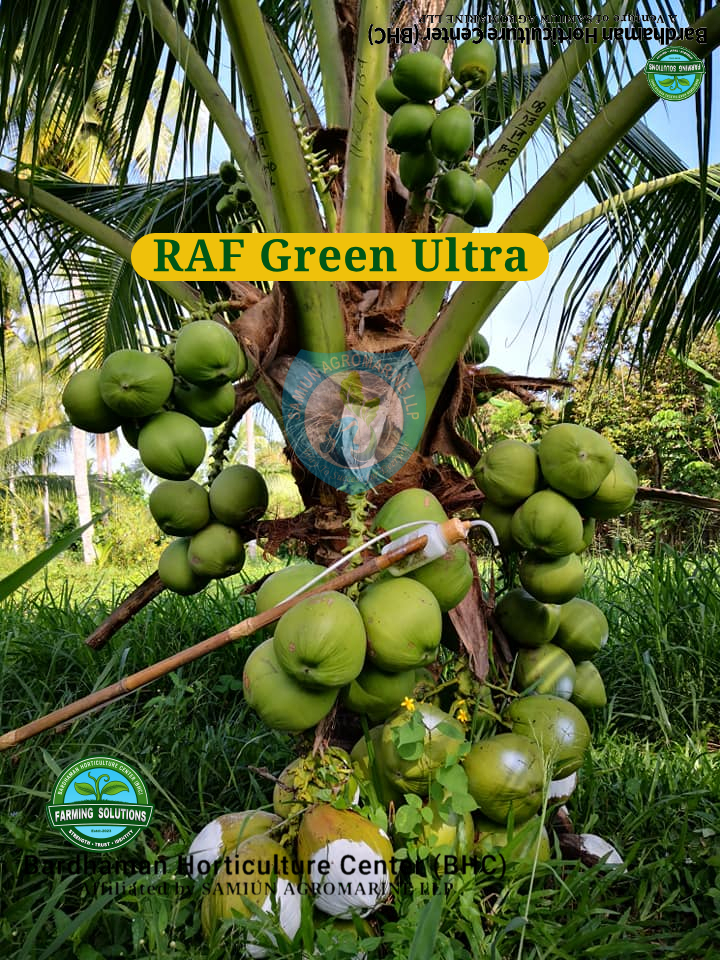 Dwarf Variety Plantation