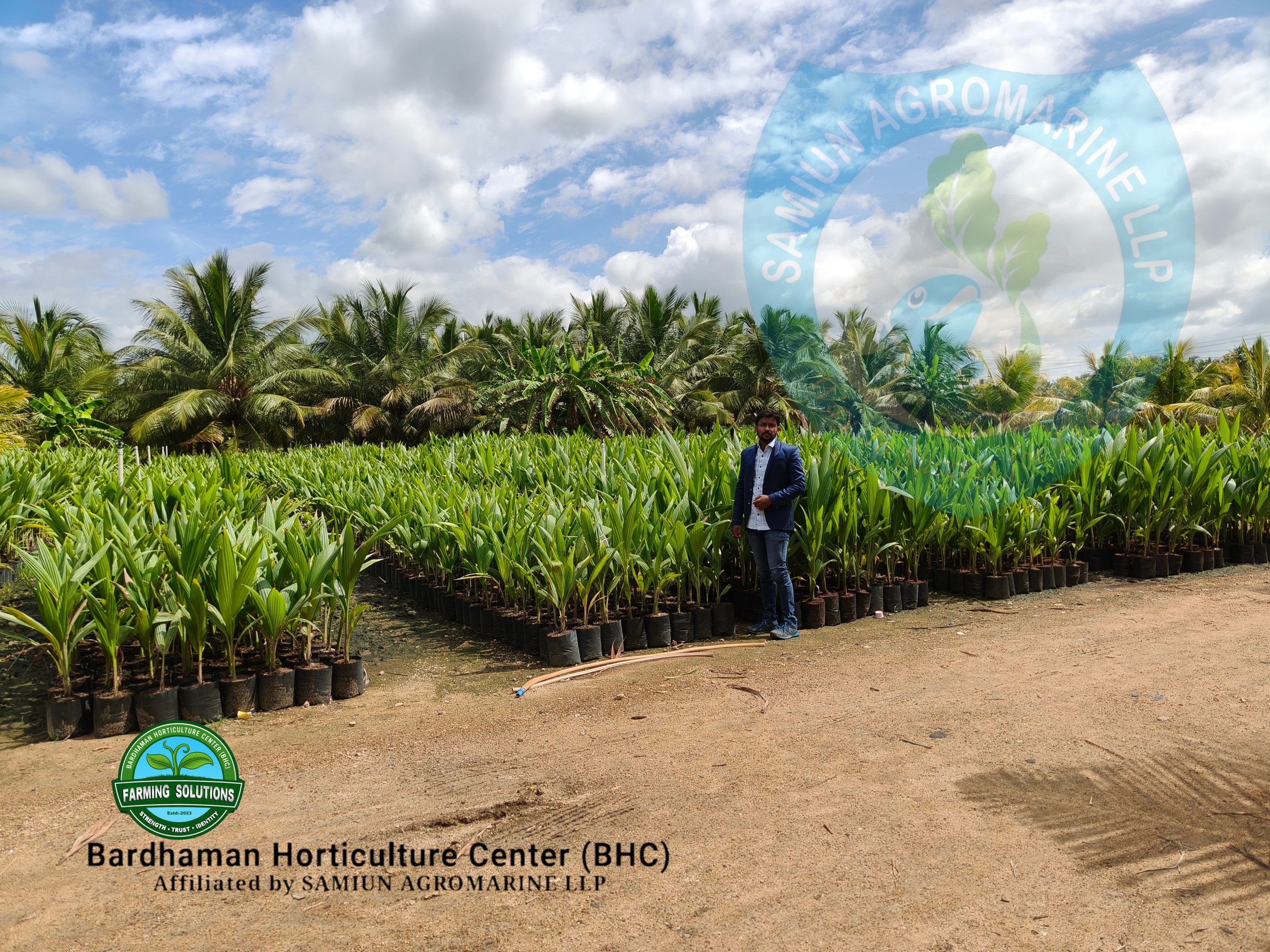 RAF Ultra GREEN Dwarf Coconut Farming