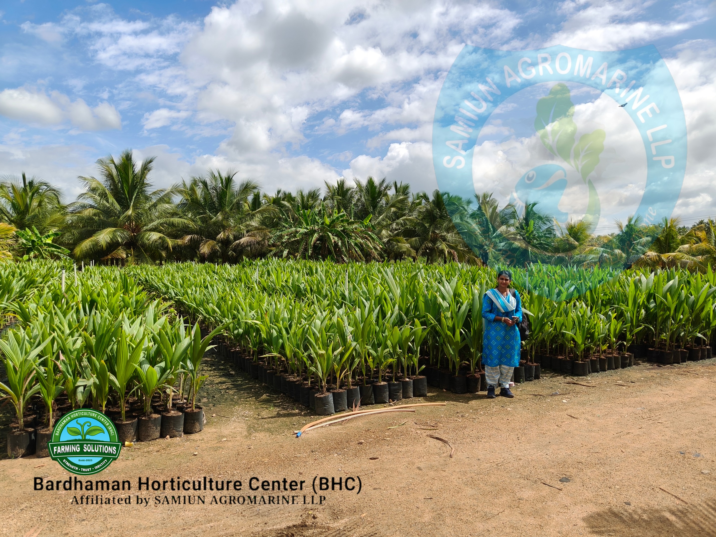 RAF Ultra CHOCOLATE Dwarf Coconut Farming