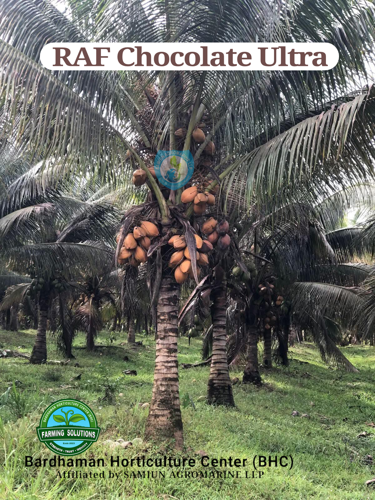 RAF Ultra CHOCOLATE Dwarf Coconut Plants