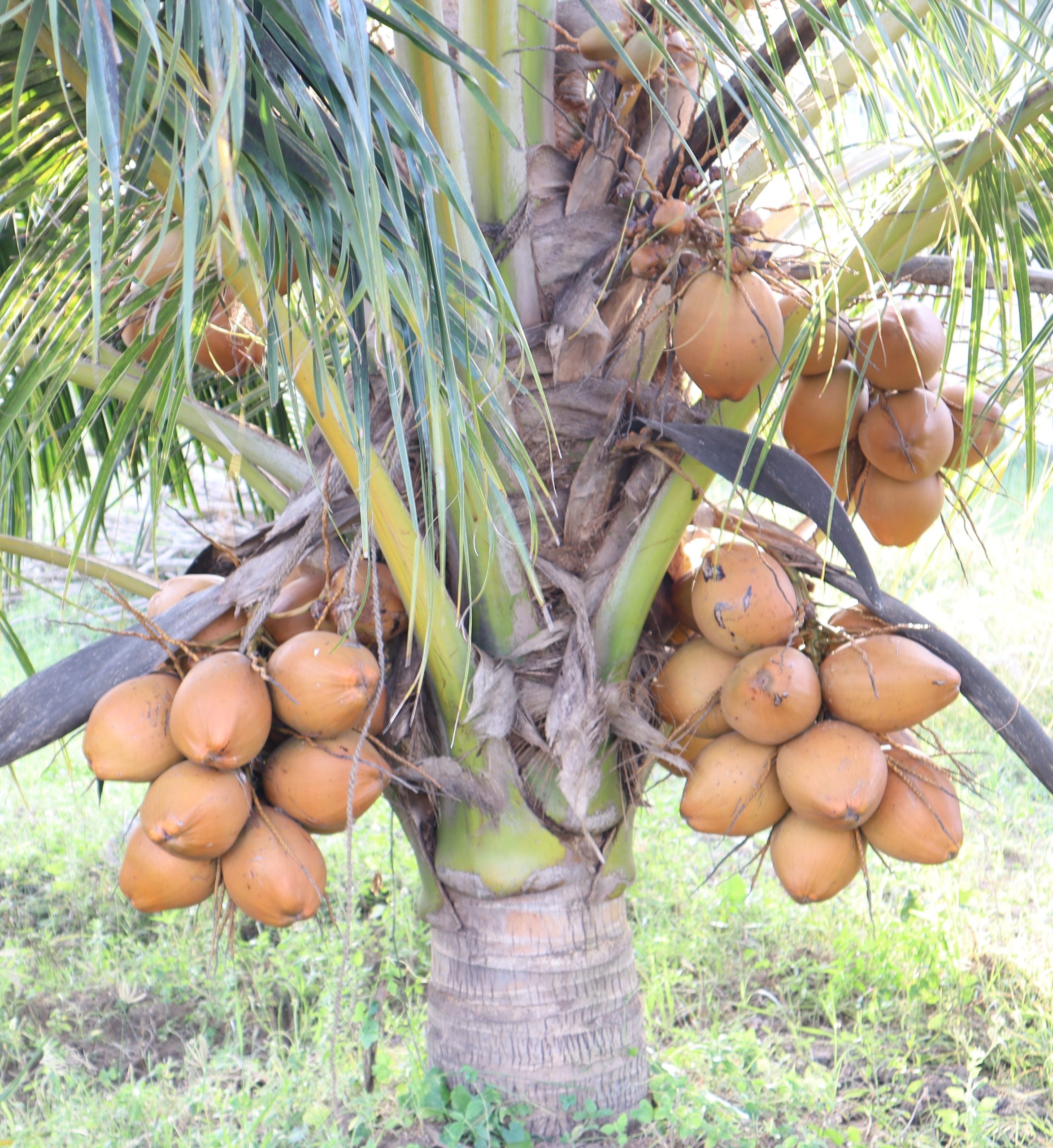 RAF Ultra CHOCOLATE Dwarf Coconut Plants