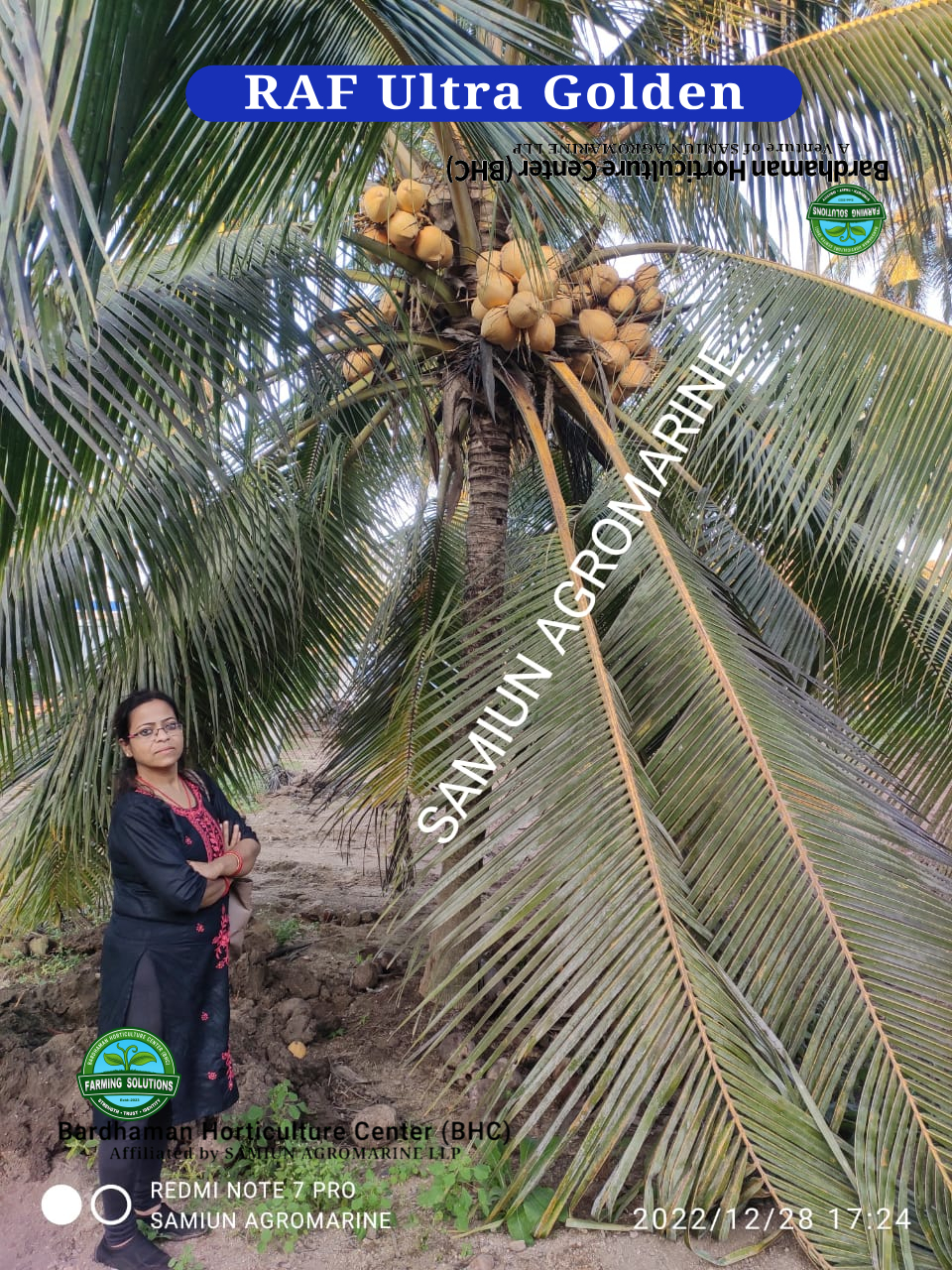 RAF Ultra  ORANGE / GOLDEN  Dwarf Coconut Plants