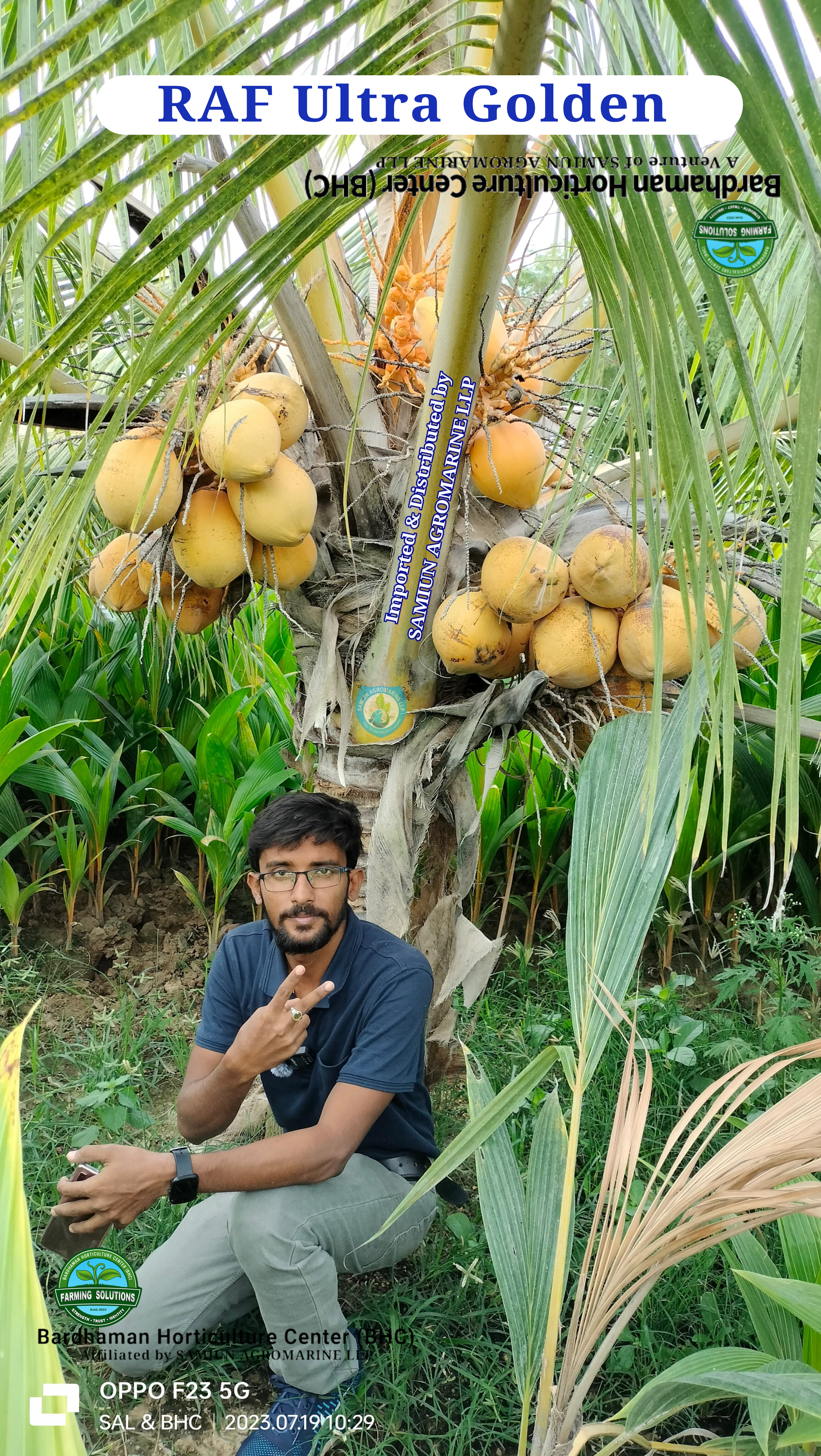 RAF Ultra  ORANGE / GOLDEN  Dwarf Coconut Plants