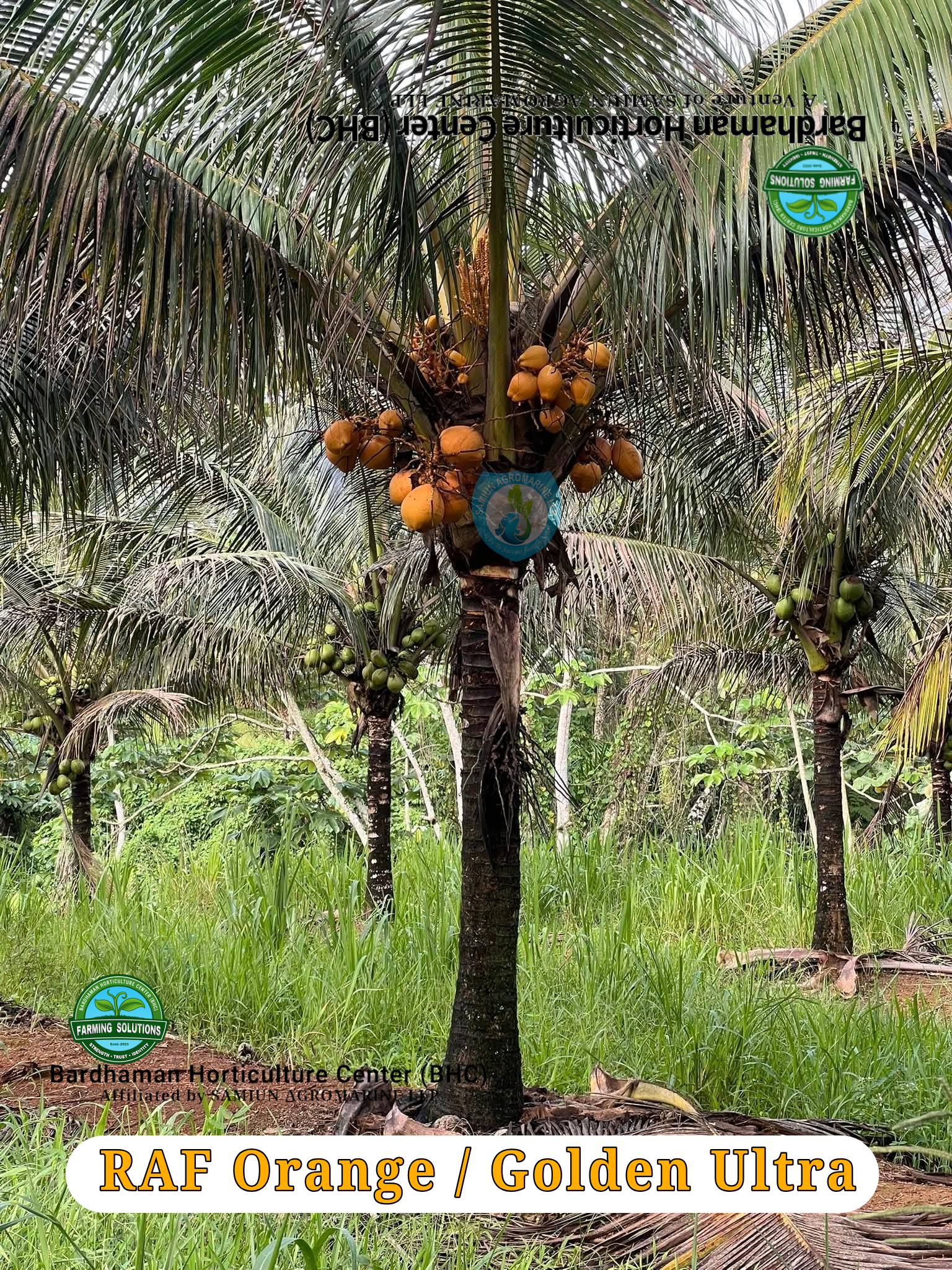 RAF Ultra  ORANGE / GOLDEN  Dwarf Coconut Plants