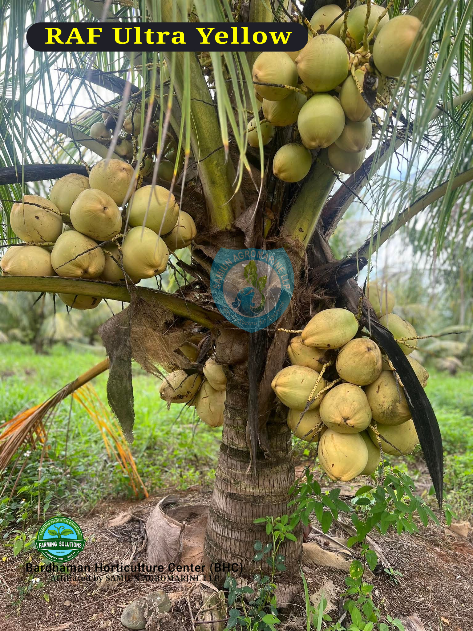 RAF Ultra YELLOW  Dwarf Coconut Plants