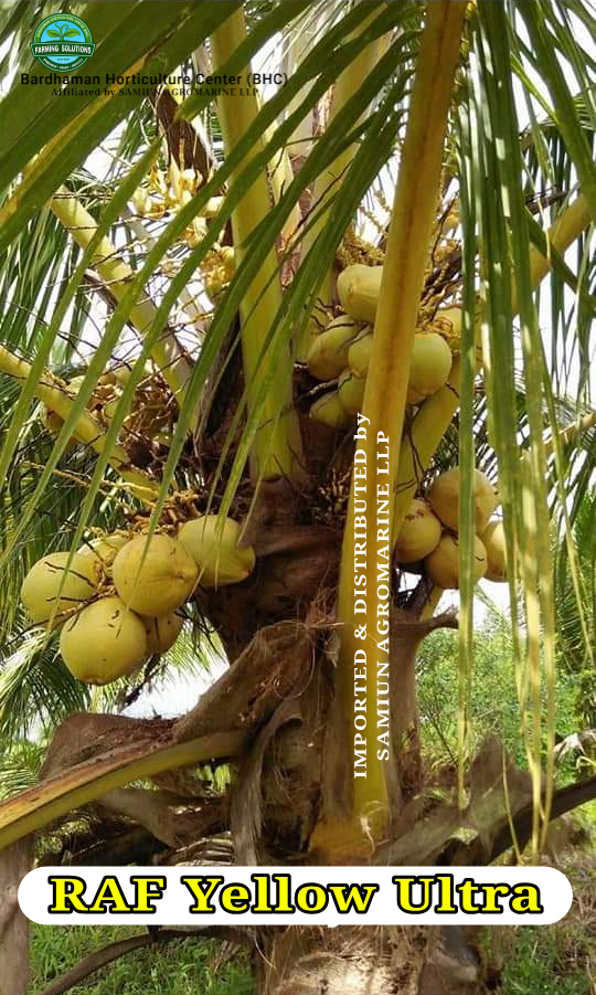 RAF Ultra YELLOW  Dwarf Coconut Plants