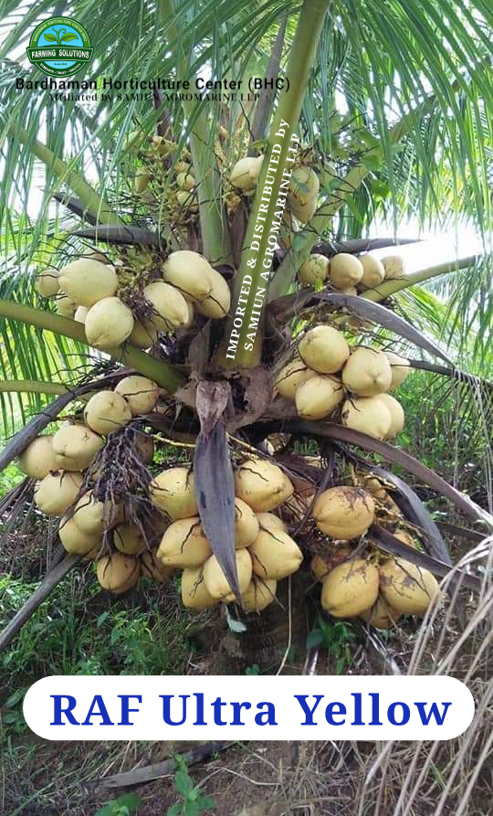 RAF Ultra YELLOW  Dwarf Coconut Plants