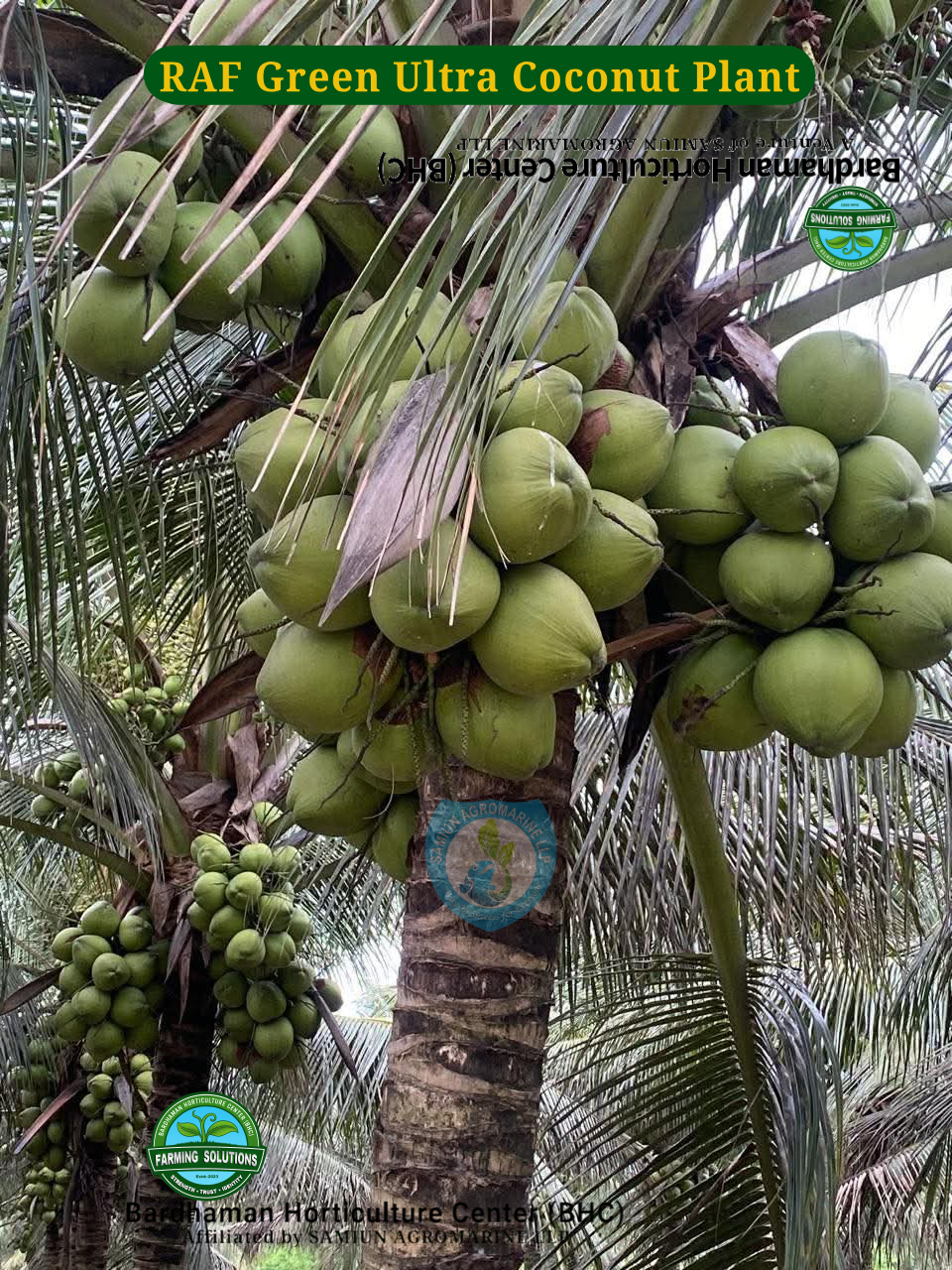 RAF Ultra GREEN Dwarf Coconut Farming
