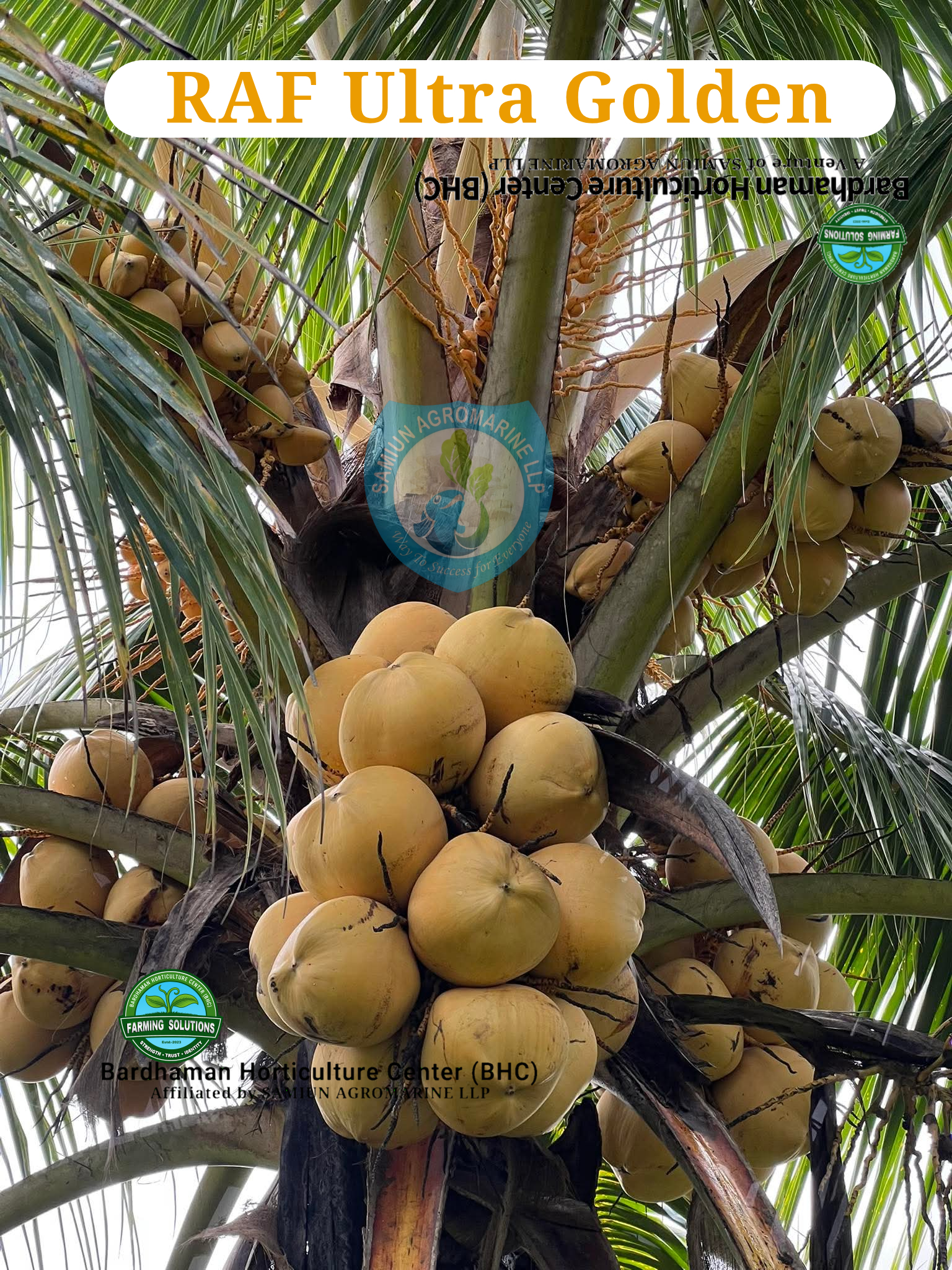 RAF Ultra ORANGE / GOLDEN  Dwarf Coconut Farming