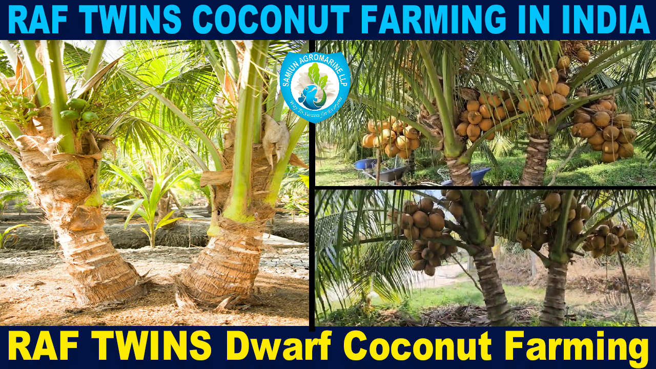 Vietnam Coconut Tree