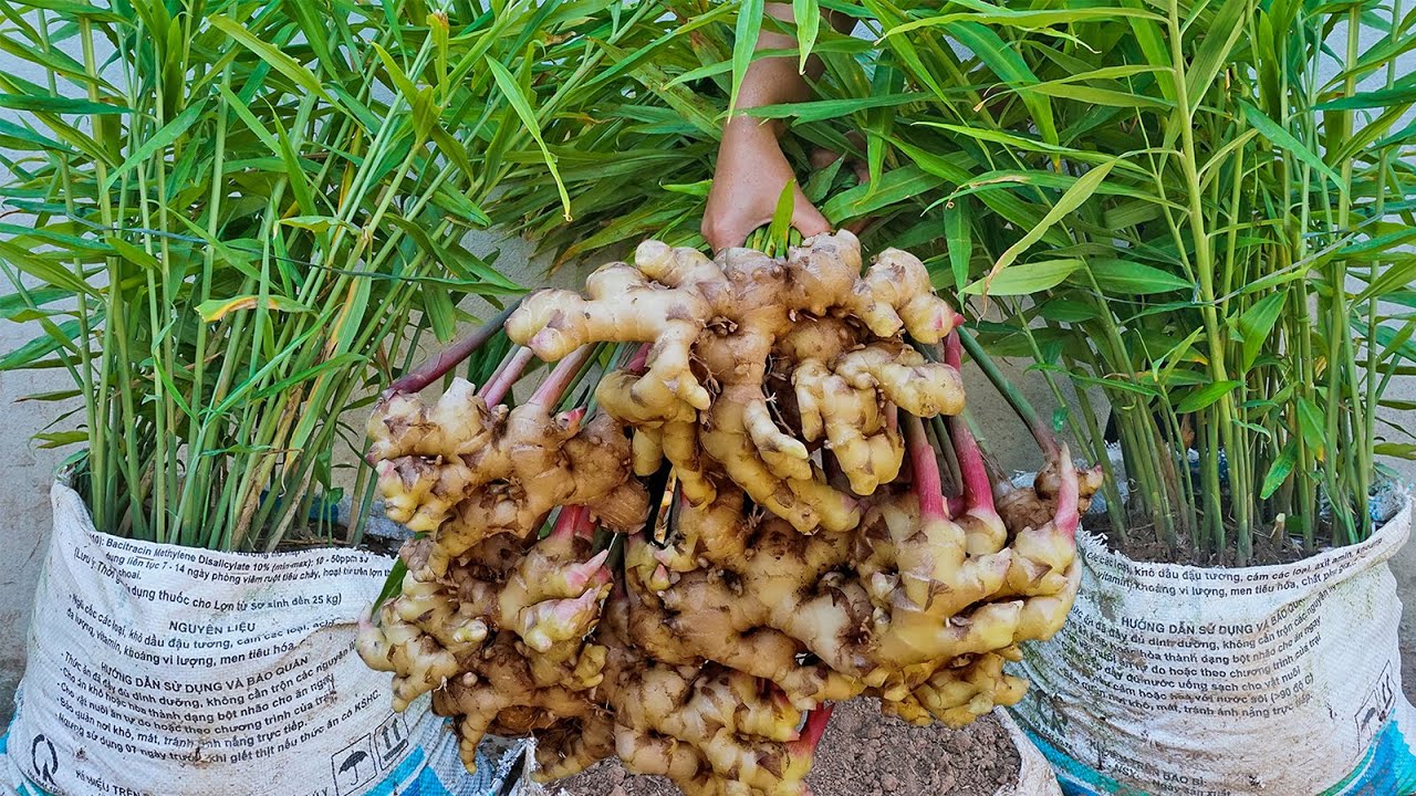 Ginger Cultivation