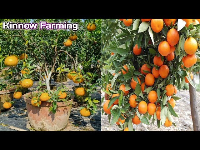 Lemon Farming